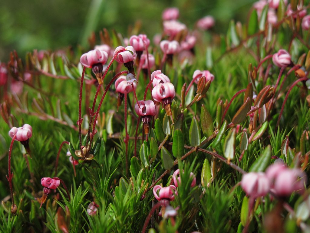 Vaccinium oxycoccos